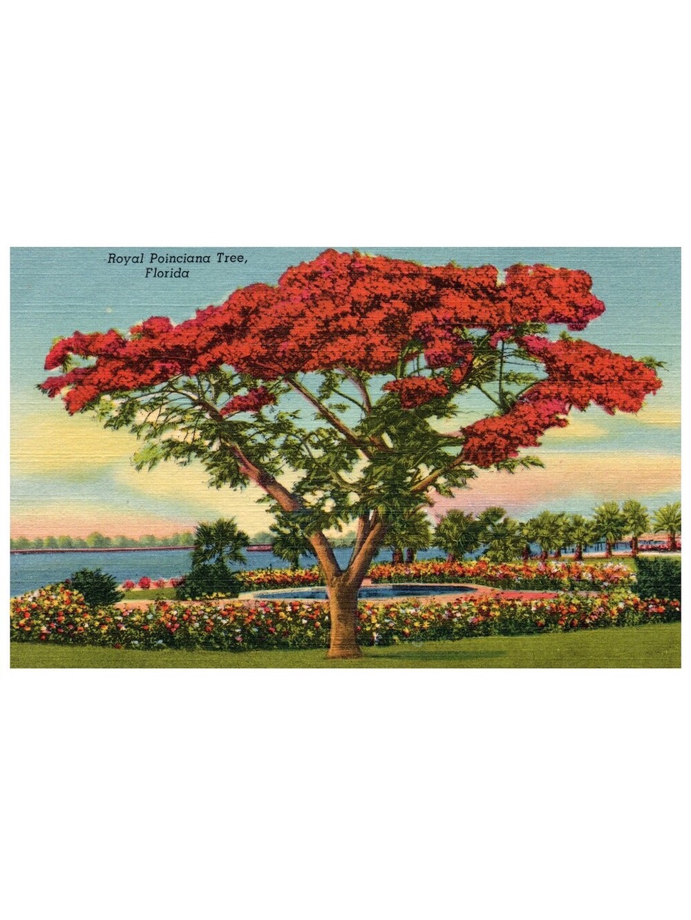 Vintage Postcard Royal Poinciana Tree Florida Tropical Scenic